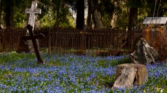Estonia, Paide - Reopalu Cemetery - carpet of blue flowers