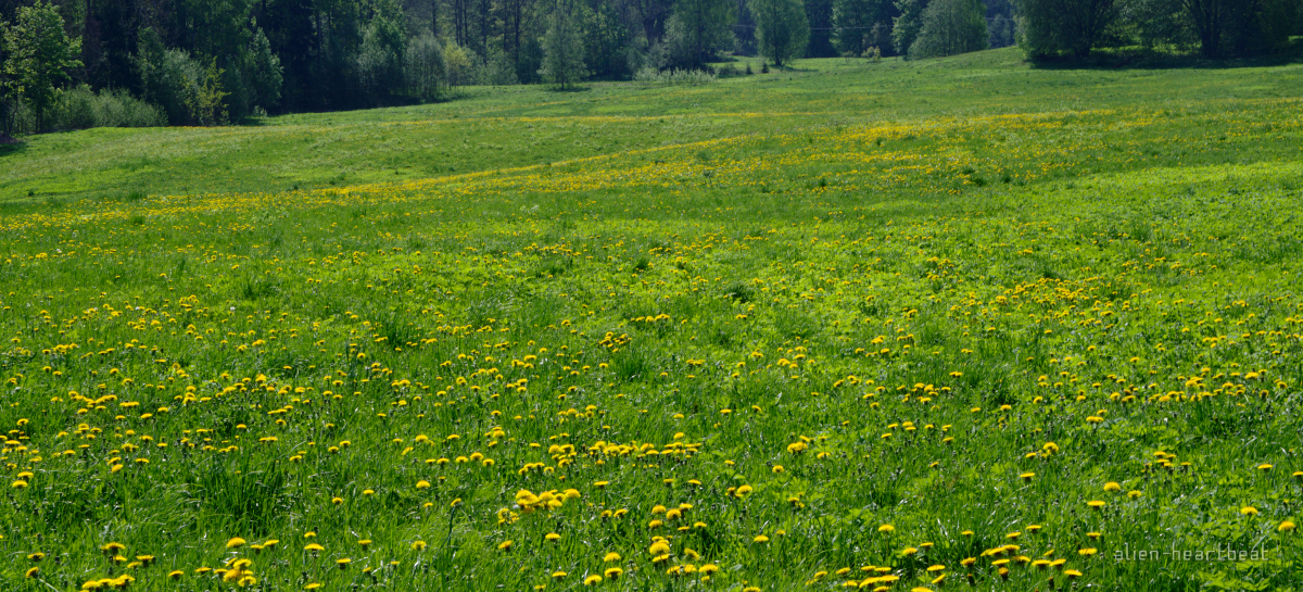 Estonia - Road to Otepää - fields of daffodils