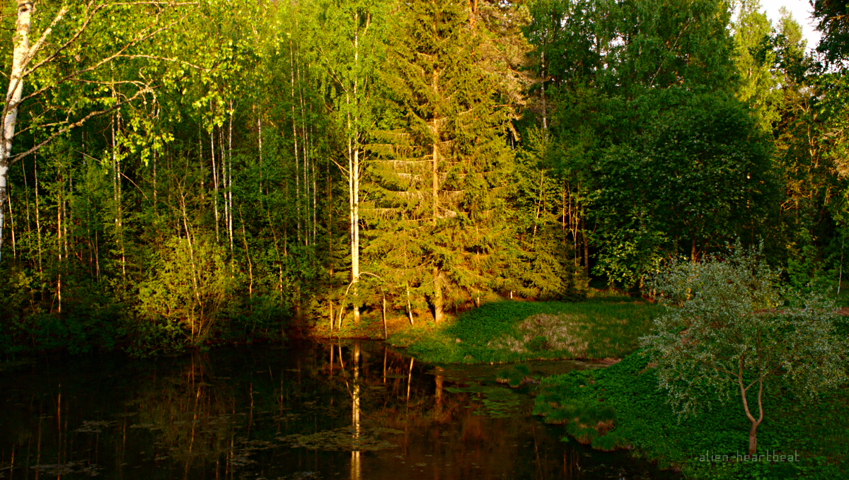 Estonia - Otepää - lake with pine trees